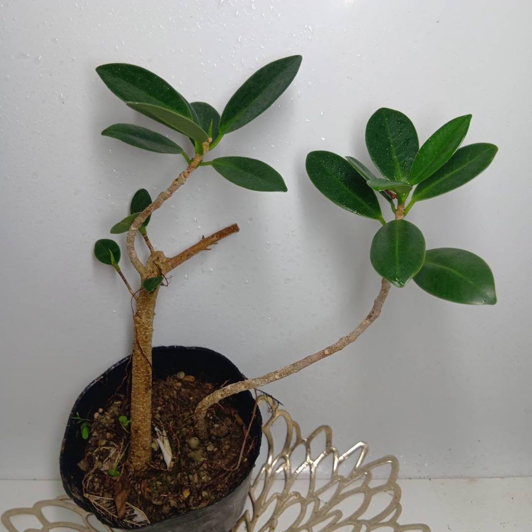Amazon｜332 縁起観葉植物尖閣ガジュマル新芽展開中抜き苗｜観葉植物